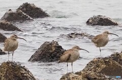 チュウシャクシギ