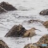 チュウシャクシギ