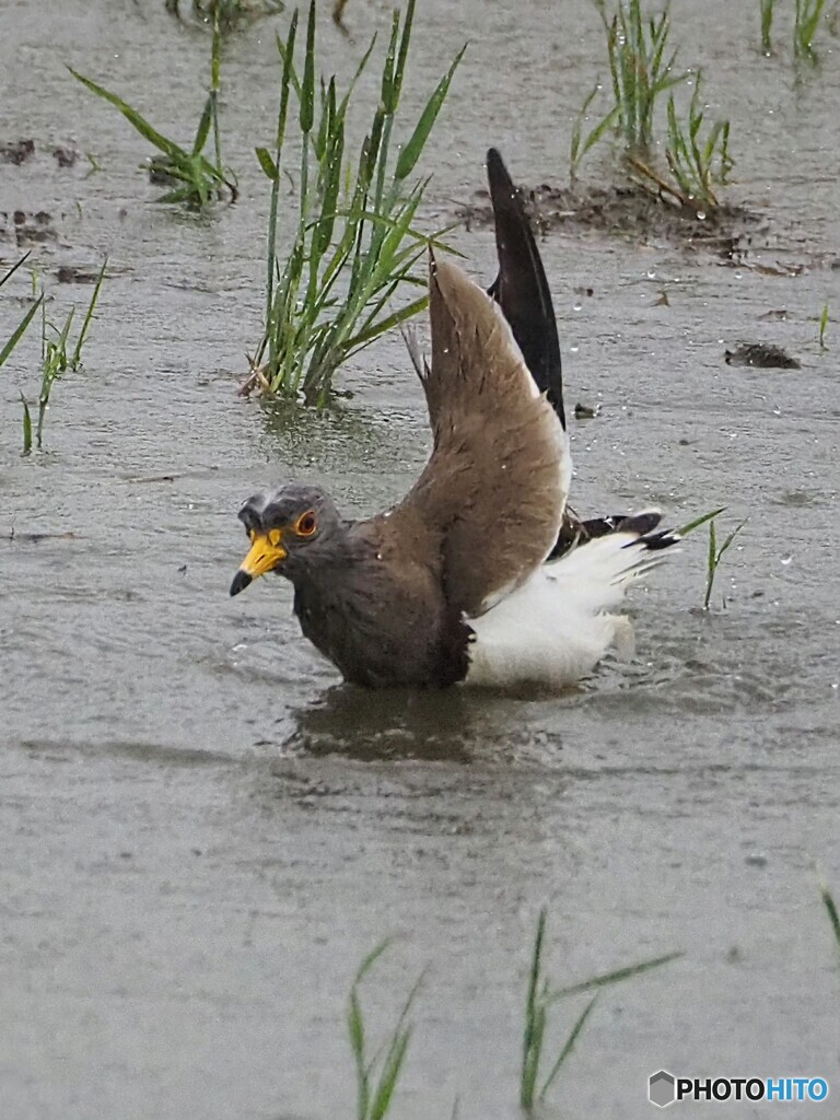 ケリの水浴び