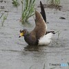 ケリの水浴び