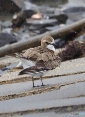 雨でも野鳥に会いたくて②メダイチドリ