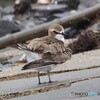 雨でも野鳥に会いたくて②メダイチドリ