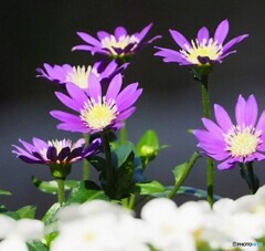 庭のミヤコワスレ