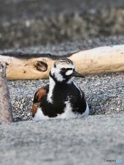 ひょっこりはん ①キョウジョシギ