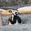 ひょっこりはん ①キョウジョシギ