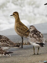 オバシギとムナグロ