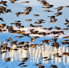 ヒヨドリさんの渡り