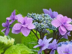 紫陽花 ②