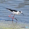 雄でも水辺のバレリーナ