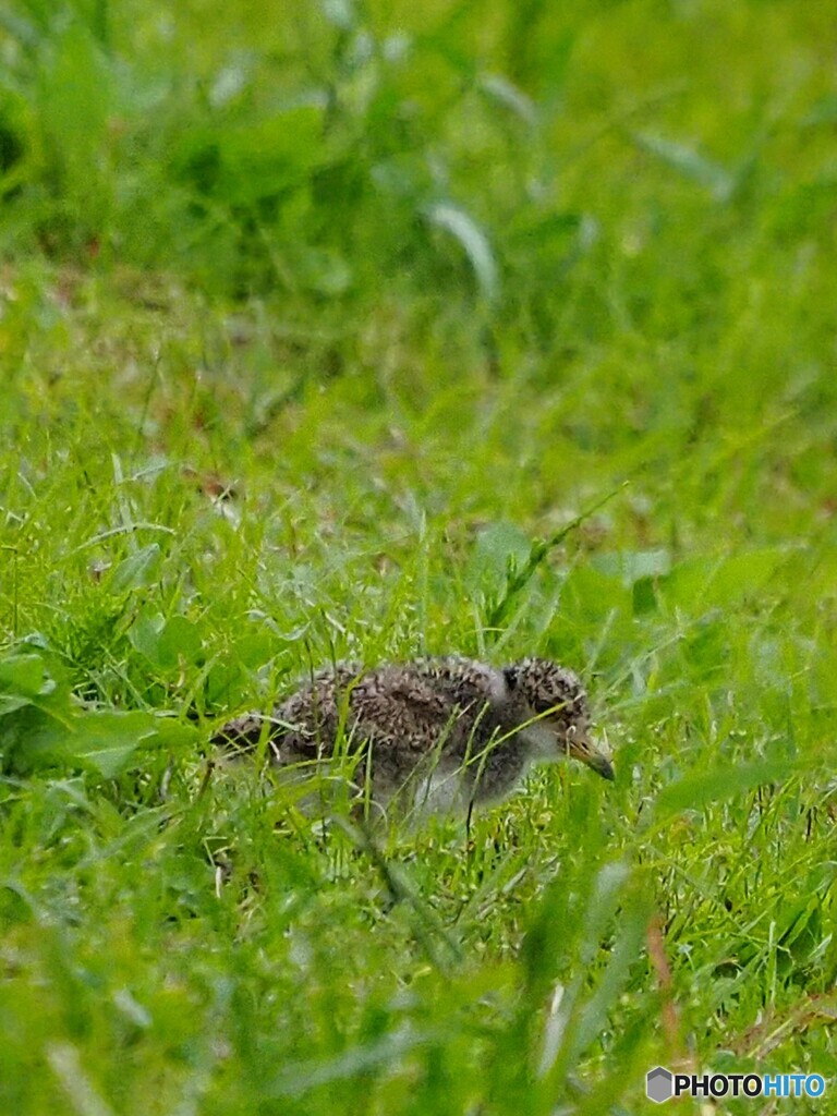 ケリの雛