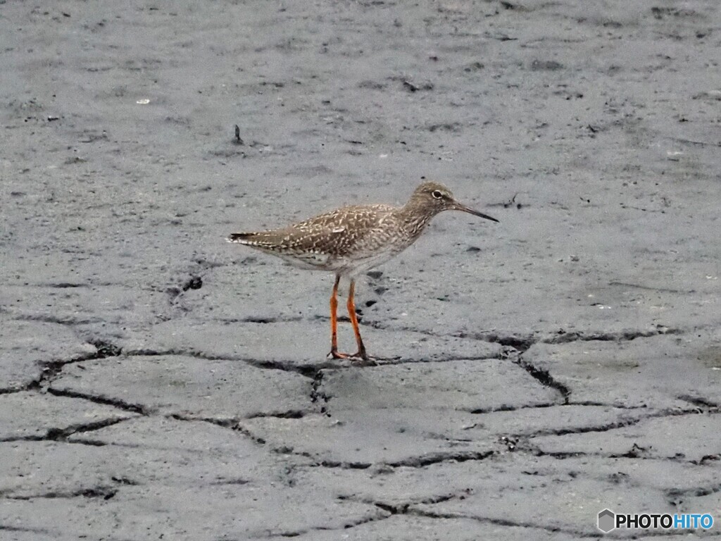 アカアシシギ