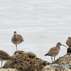 チュウシャクシギ