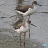 セイタカシギの幼鳥♪ ①