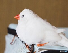 うちの子。左足に障害を持って生まれてきたけど元気！