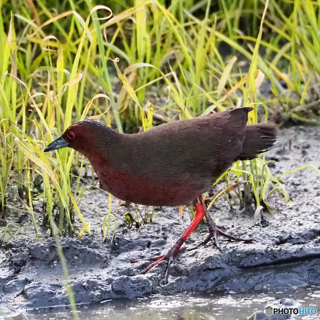 近くの休耕田にヒクイナ①