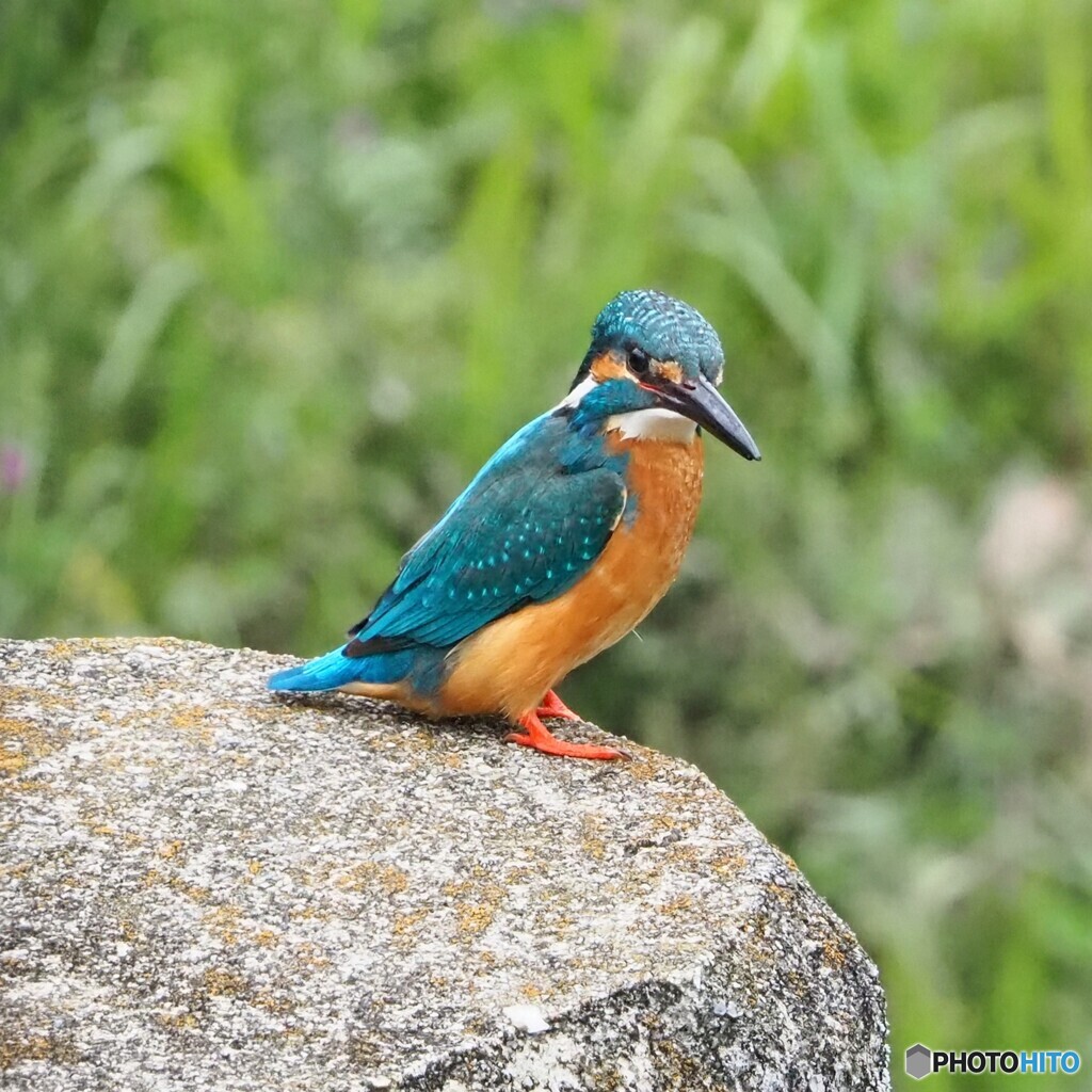 お久し振りのカワセミ①