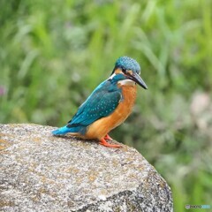 お久し振りのカワセミ①