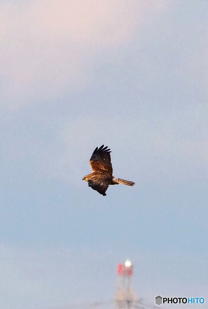 チュウヒさん ②