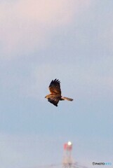 チュウヒさん ②