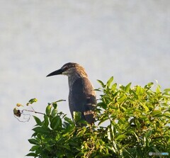 ホシゴイ？