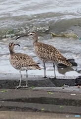 チュウシャクシギ②