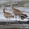 チュウシャクシギ②