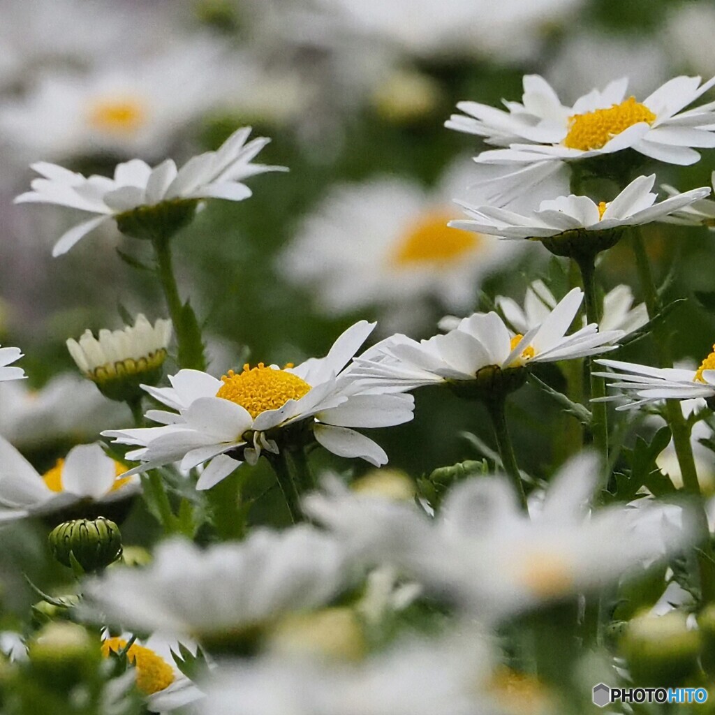 お花の名前は分かりません