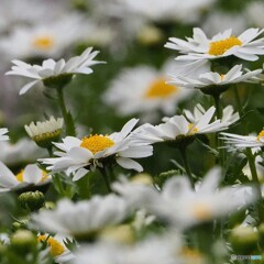 お花の名前は分かりません