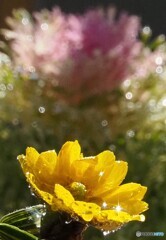 福寿草と葉牡丹