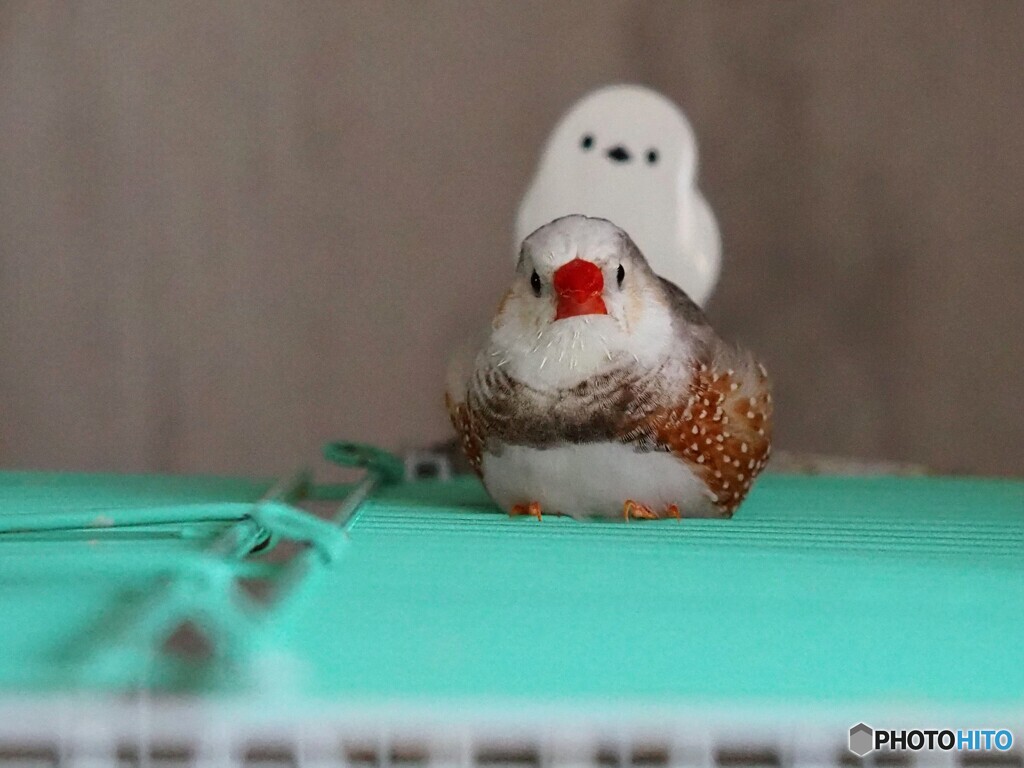 うちの子､キンカチョウ ♂ 5才