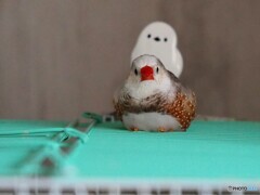 うちの子､キンカチョウ ♂ 5才