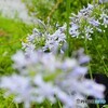 初夏の香り  ①