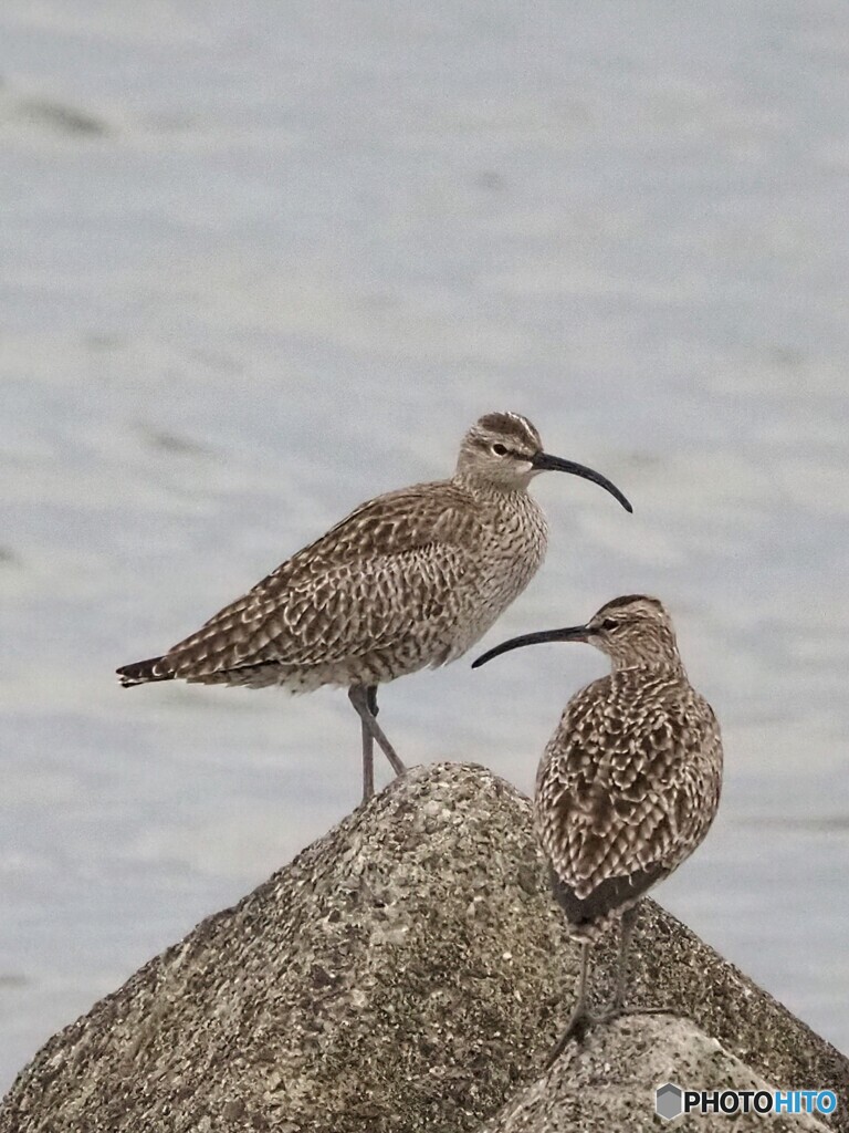 チュウシャクシギ
