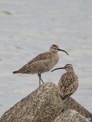 チュウシャクシギ
