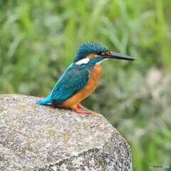 カワセミ②