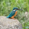 カワセミ②