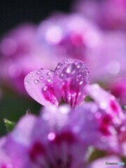 庭のお花   ゼラニウムだったかなぁ