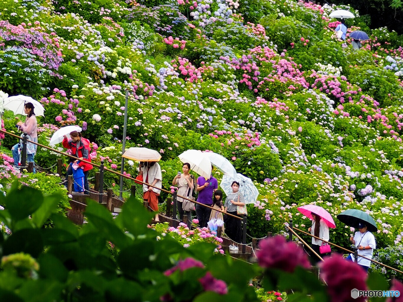 紫陽花祭り