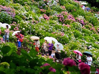 紫陽花祭り