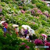 紫陽花祭り