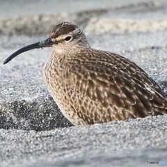 ひょっこりはん ②チュウシャクシギ