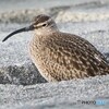 ひょっこりはん ②チュウシャクシギ