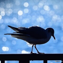 ユリカモメさん