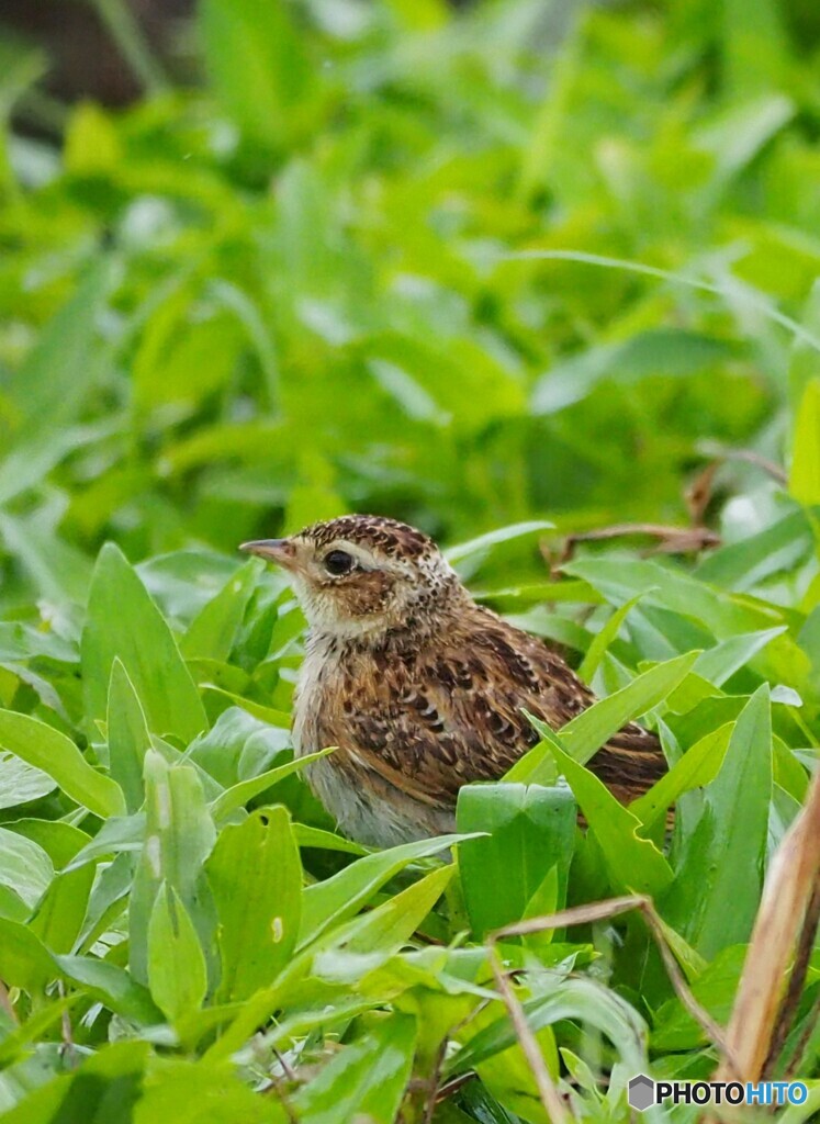 ひばり♪