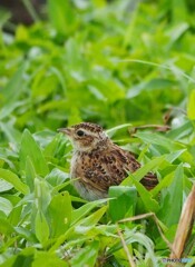ひばり♪