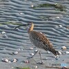 チュウシャクシギ