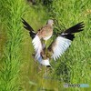 田んぼのケリ ②