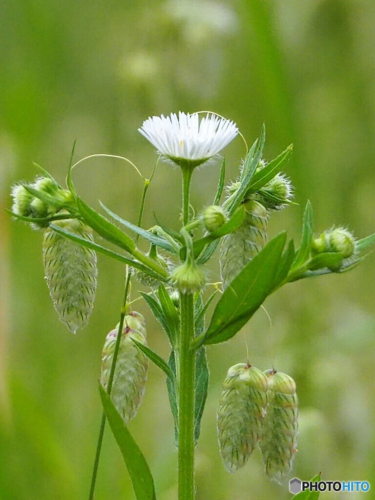 路傍の花 ③ハルジオンとコバンソウ