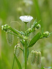 路傍の花 ③ハルジオンとコバンソウ