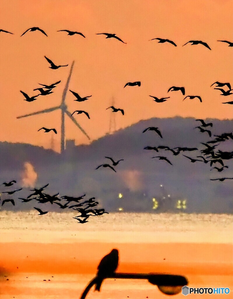 川鵜さん飛ぶ12月の朝